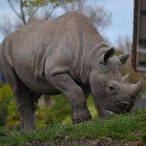 Eastern Black Rhinoceros - September 2017