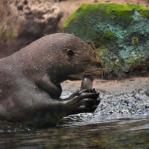 Giant Otter - September 2017
