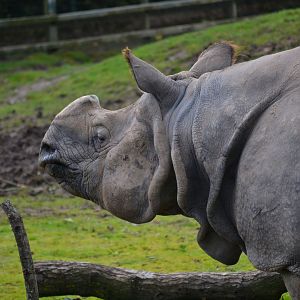 Indian Rhinoceros - September 2017