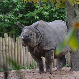 Indian Rhinoceros - September 2017
