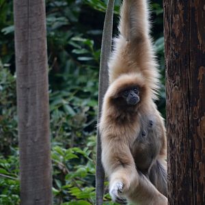 Lar Gibbon - September 2017