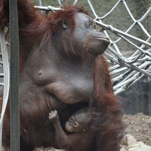 Northwest Bornean Orangutan - September 2017