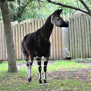 Okapi - September 2017