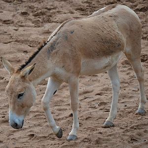 Persian Onager - September 2017