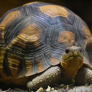 Ploughshare Tortoise - September 2017