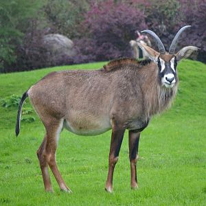 Roan Antelope - September 2017