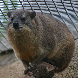 Rock Hyrax - September 2017