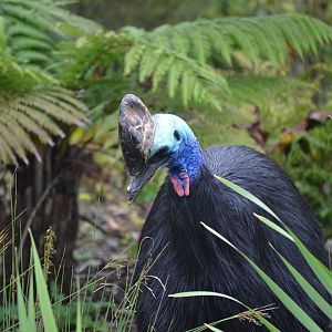 Southern Cassowary - September 2017
