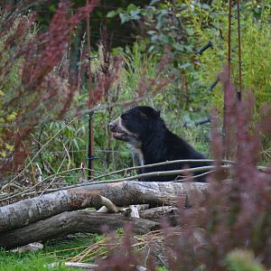 Spectacled Bear - September 2017