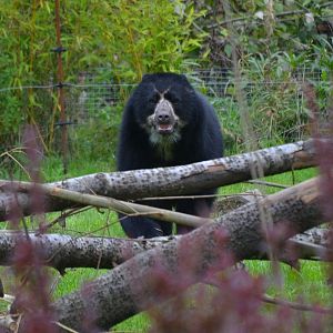 Spectacled Bear - September 2017