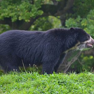 Spectacled Bear - September 2017