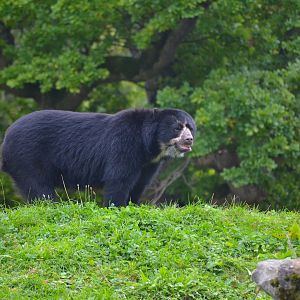 Spectacled Bear - September 2017