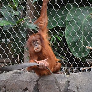 Sumatran Orangutan - September 2017