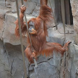 Sumatran Orangutan - September 2017