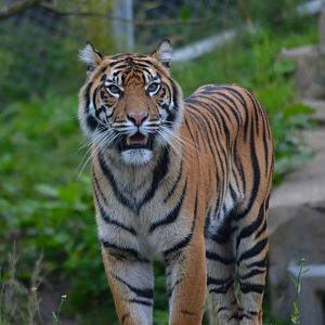 Sumatran Tiger - September 2017
