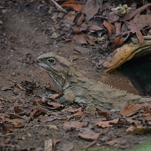 Tuatara - September 2017