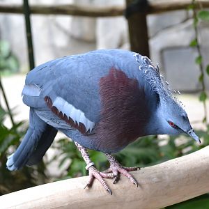 Victoria Crowned Pigeon - September 2017