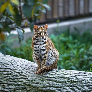 Leopard cat