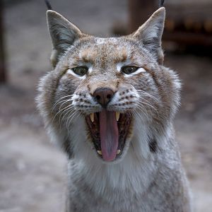 Eurasian lynx