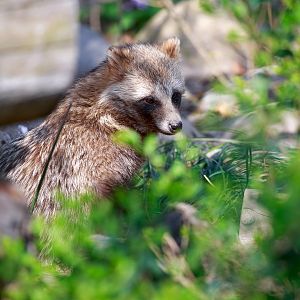 Raccoon dog