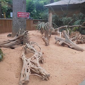 Banded Mongooses Exhibit