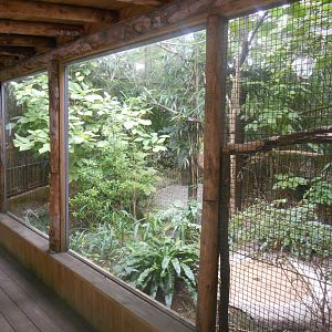 Salmon-crested Cockatoos Aviary