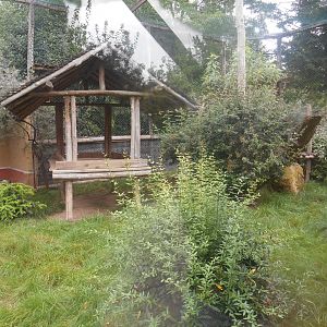 Amur Leopards Exhibit