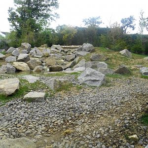 First Brown Bears Exhibit