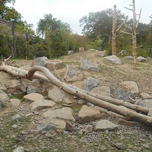 First Brown Bears Exhibit