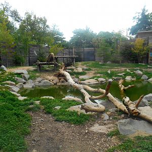 Second Brown Bear (and Wolverine) Exhibit