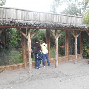Melanistic Leopards Exhibit