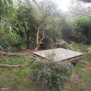 Melanistic Leopards Exhibit