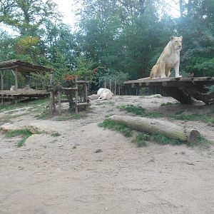 White Lions Exhibit