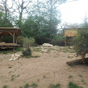 White Lions Exhibit