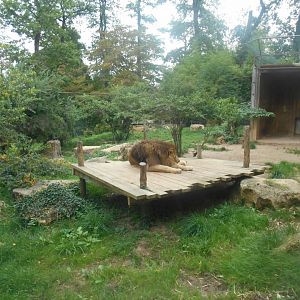 Lions Exhibit