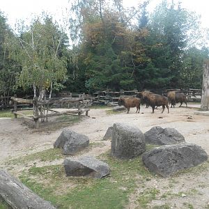 American Bisons Exhibit