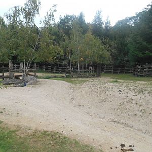 American Bisons Exhibit