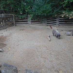 Children'Zoo - Pigs Exhibit
