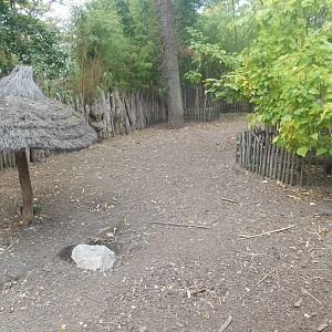 Red River Hogs Exhibit