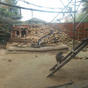 Rhesus Macaques Exhibit