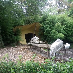 Dalmatian Pelicans Beach