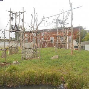 Sumatra Orangutans and Asian Small-clawed Otter Exhibit