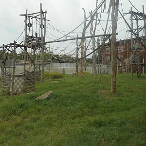 Sumatra Orangutans and Asian Small-clawed Otter Exhibit
