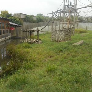Sumatra Orangutans and Asian Small-clawed Otter Exhibit
