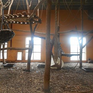 Smallest Orangutans Indoor Exhibit