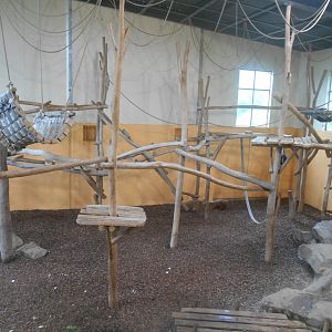 Largest Orangutans Indoor Exhibit