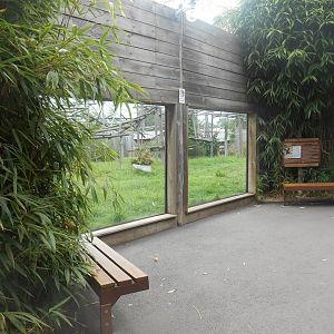 Siamangs Exhibit