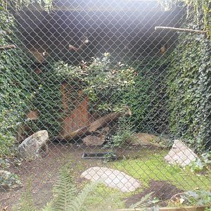 Spectacled Owls Aviary