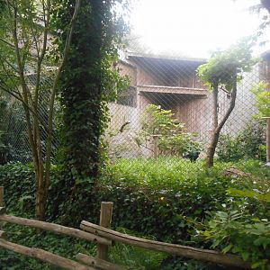 Verreaux's Eagle Aviary