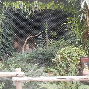 Eurasian Eagle-owls Aviary